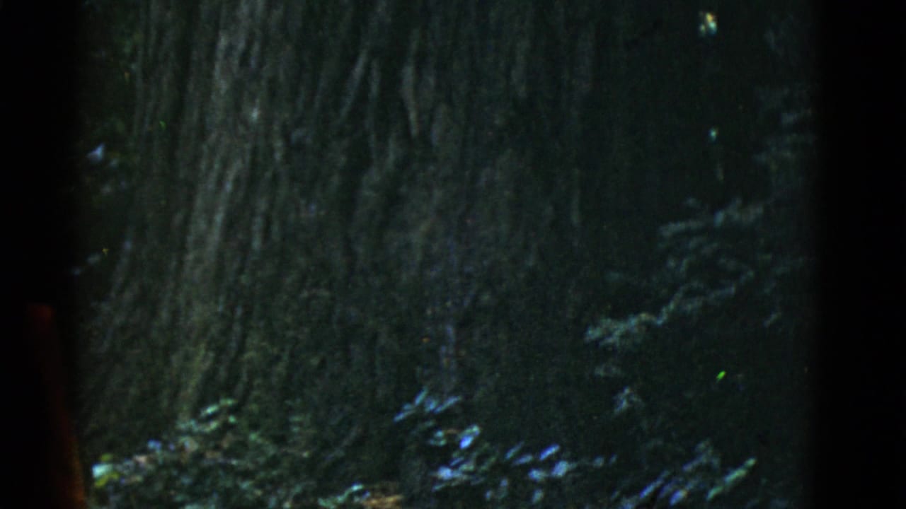 1952 San Francisco-area home-movie frame showing a shadowed large tree trunk, forest undergrowth, and a partial red-clad figure at the left edge.