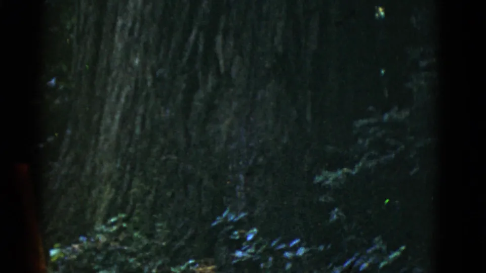 1952 San Francisco-area home-movie frame showing a shadowed large tree trunk, forest undergrowth, and a partial red-clad figure at the left edge.