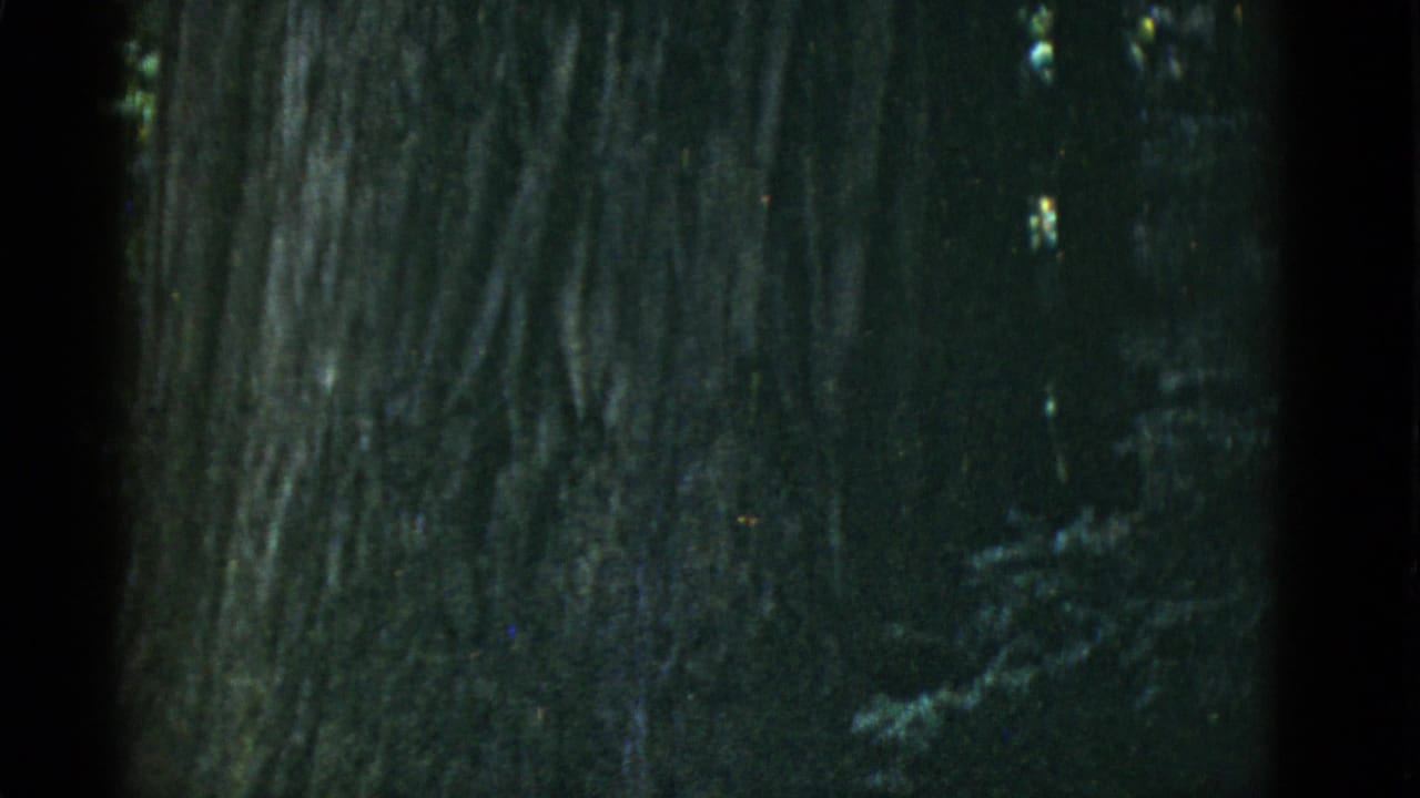 Close view of a dark, textured tree trunk with small bright leaf highlights around it.