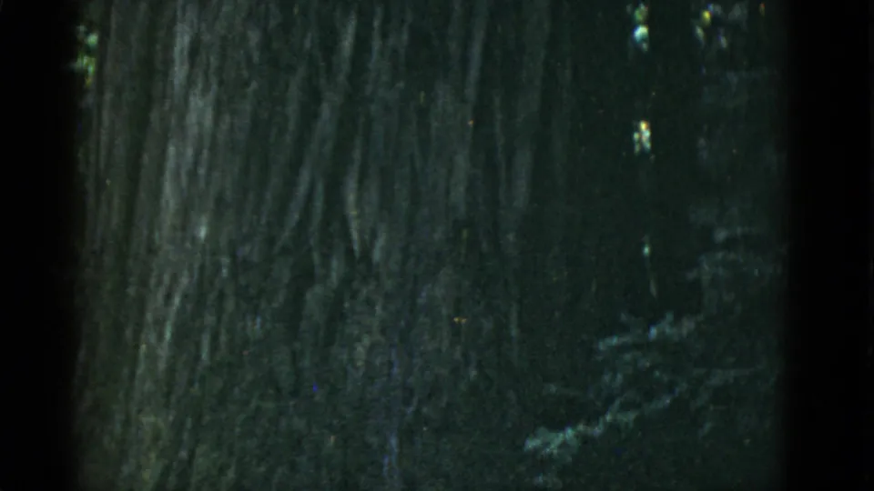1952 San Francisco-area 8mm frame centered on a massive dark tree trunk with textured bark and dim green forest detail.
