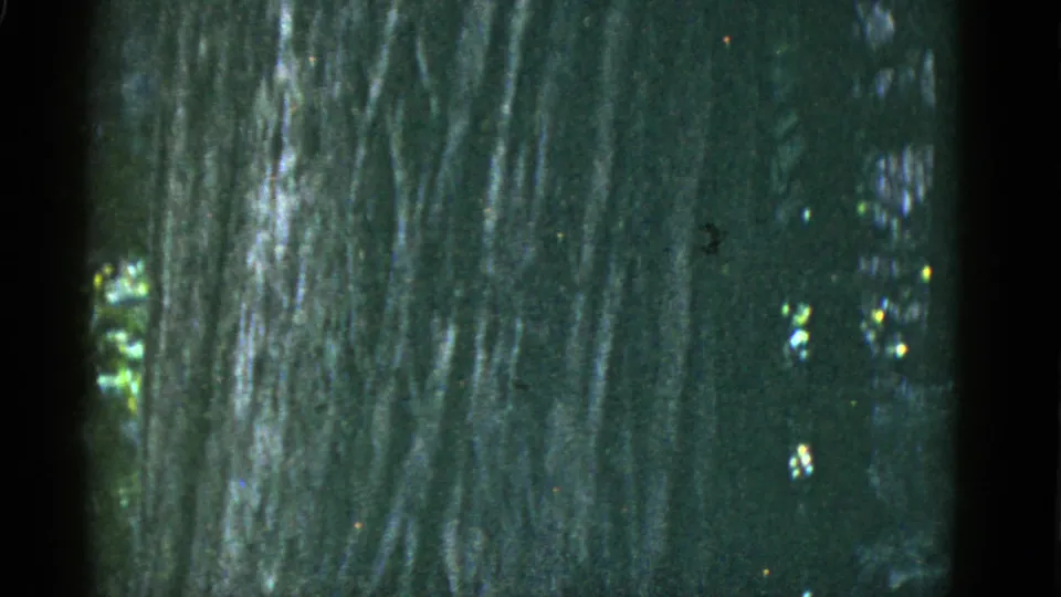 1952 San Francisco-area home-movie still of a large tree trunk in deep shade, with grain, green cast, and scattered bright leaves.