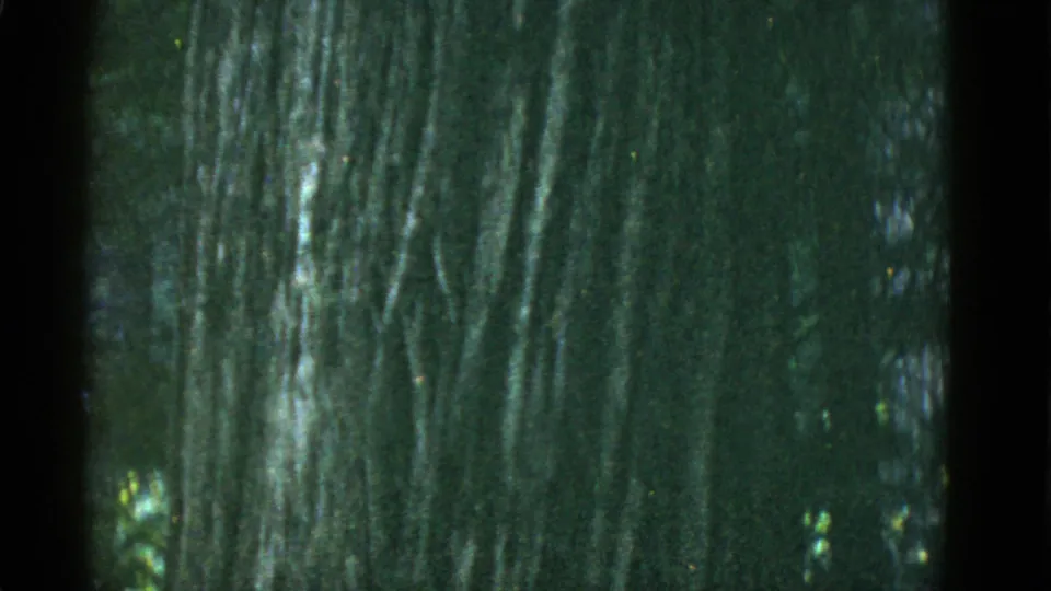 1952 San Francisco-area 8mm frame showing a massive tree trunk in low light, surrounded by dark foliage and small bright leaf patches.