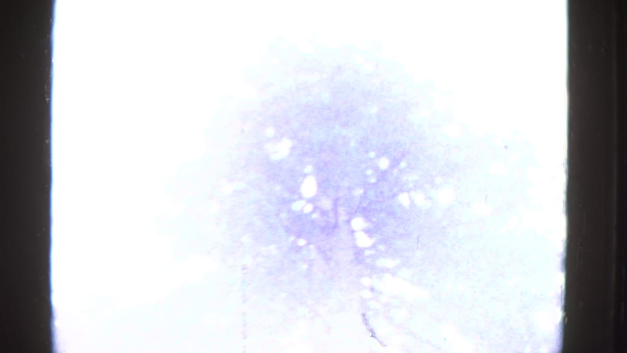 A 1952 8mm home-movie frame from Northern California begins with bright overexposure and faint redwood canopy shapes.