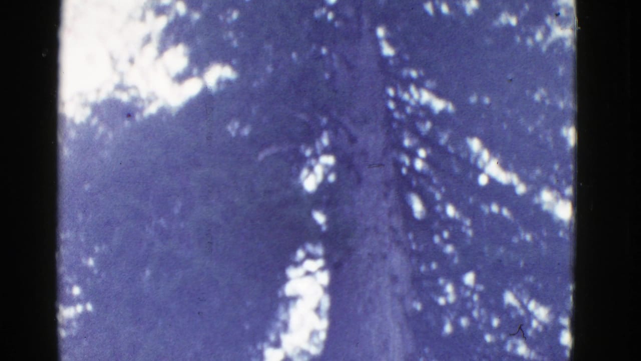 Tall redwood trunk and dark canopy seen through a blue-purple film cast.