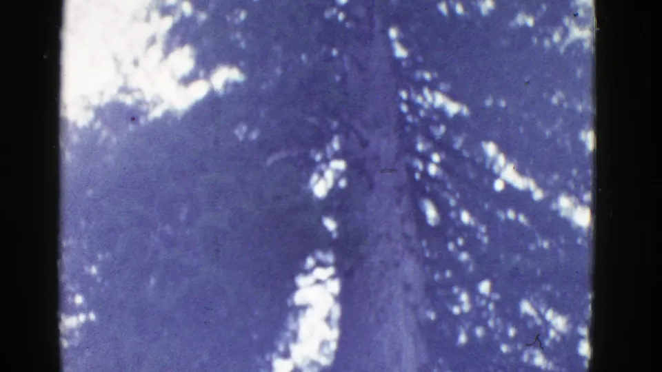 A towering redwood trunk rises through dense canopy in a color-shifted 1952 8mm Northern California forest view.