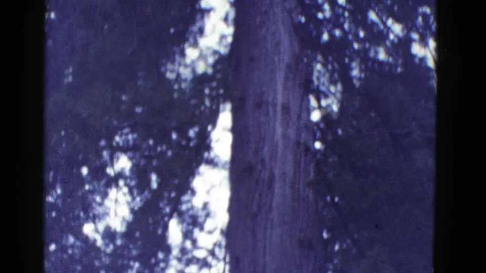 The camera looks upward along a massive redwood trunk, with bark ridges, shaded branches, and bright forest light visible.