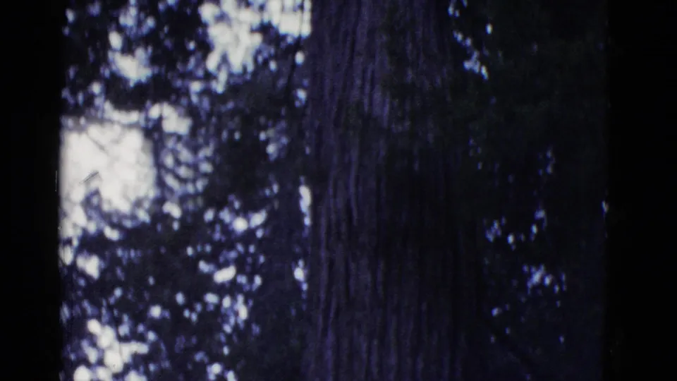 A late frame shows the redwood trunk in deeper shade, with canopy silhouettes and bright sky patches in the background.