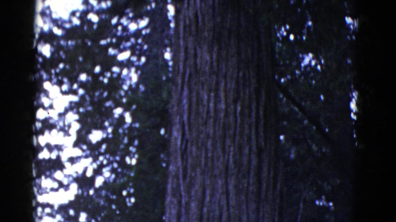 1952 8mm home-movie frame from the San Francisco, California metadata set showing a tall tree trunk against a dim forest canopy.