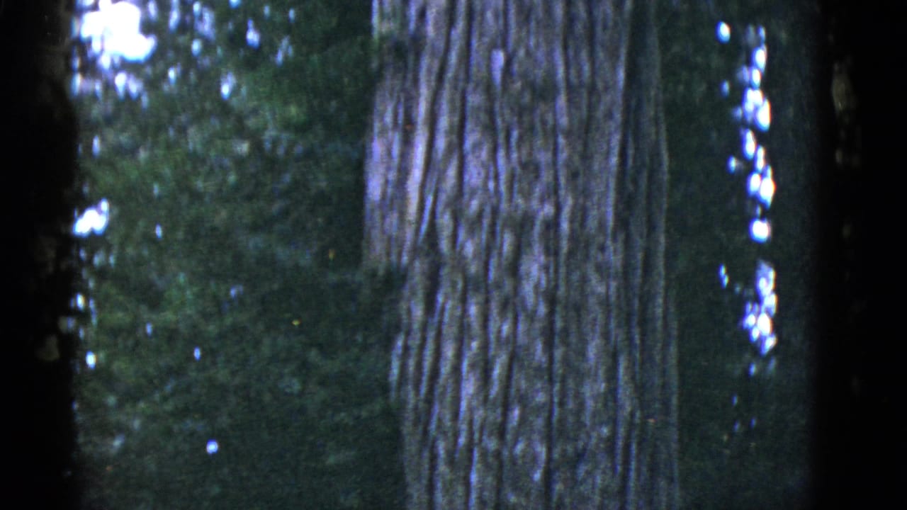 Large tree trunk at right with dark woods and green foliage behind it.