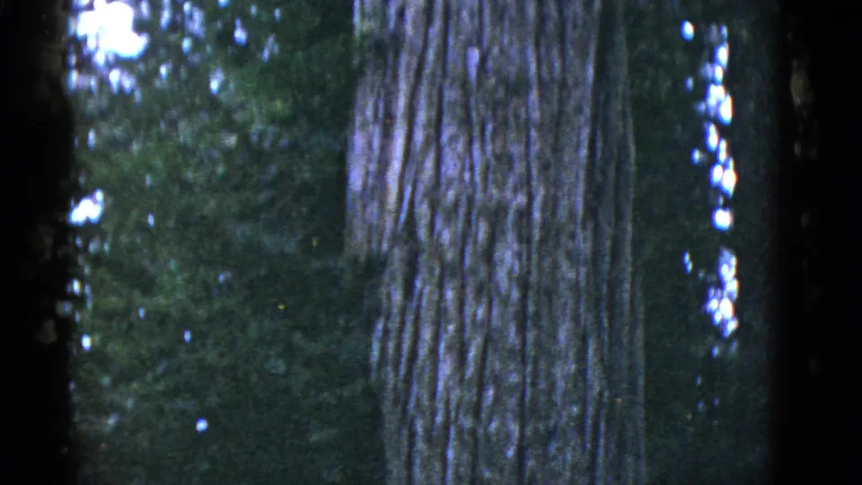 A large textured tree trunk fills the right side of this 1952 8mm forest frame, with shaded green woods in the background.