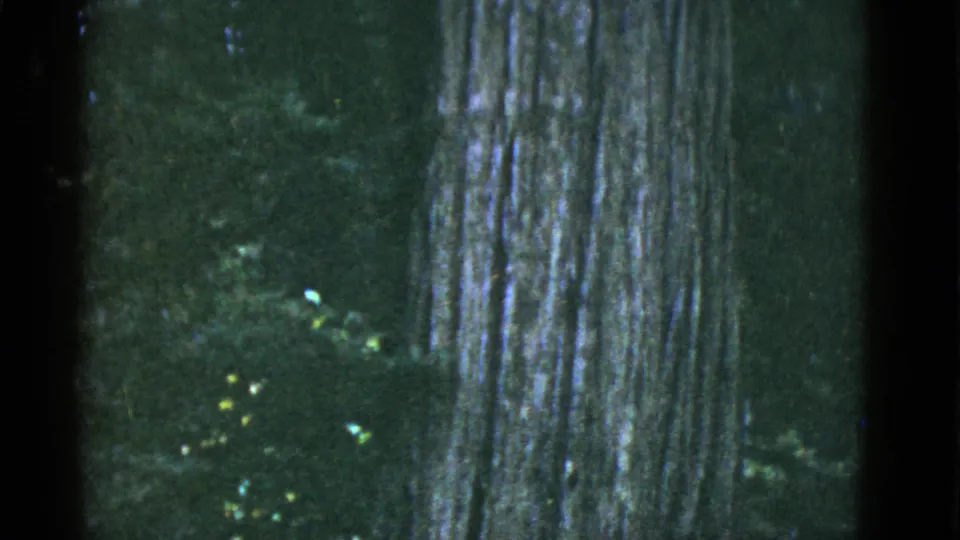 The 8mm frame shows a tree trunk descending toward mossy undergrowth in a shaded forest, with soft grain and muted color.