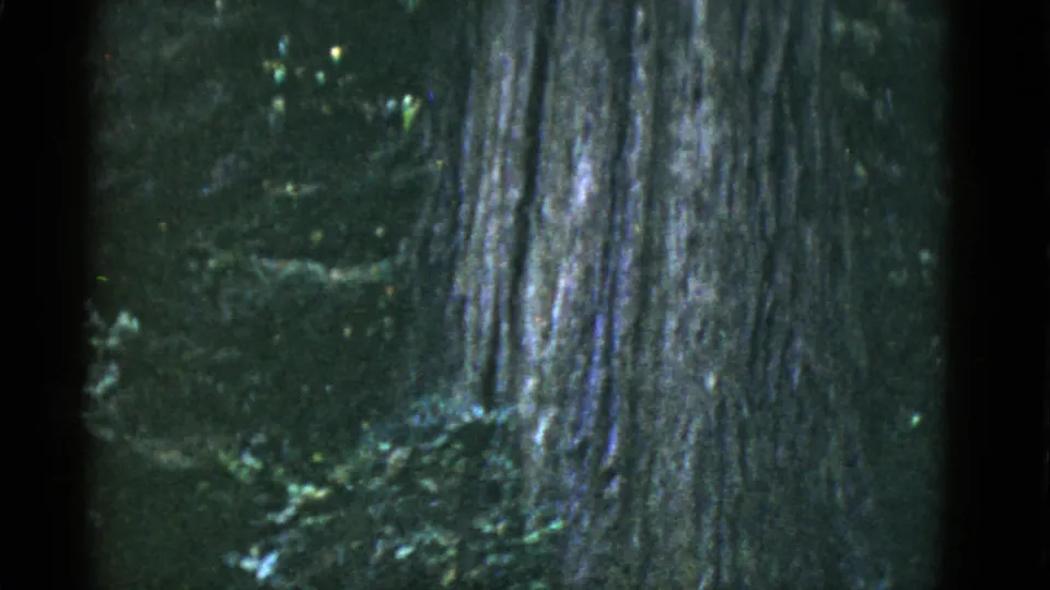 A broad tree trunk fills the right side of the 1952 8mm frame, with dark green forest floor and foliage receding behind it.