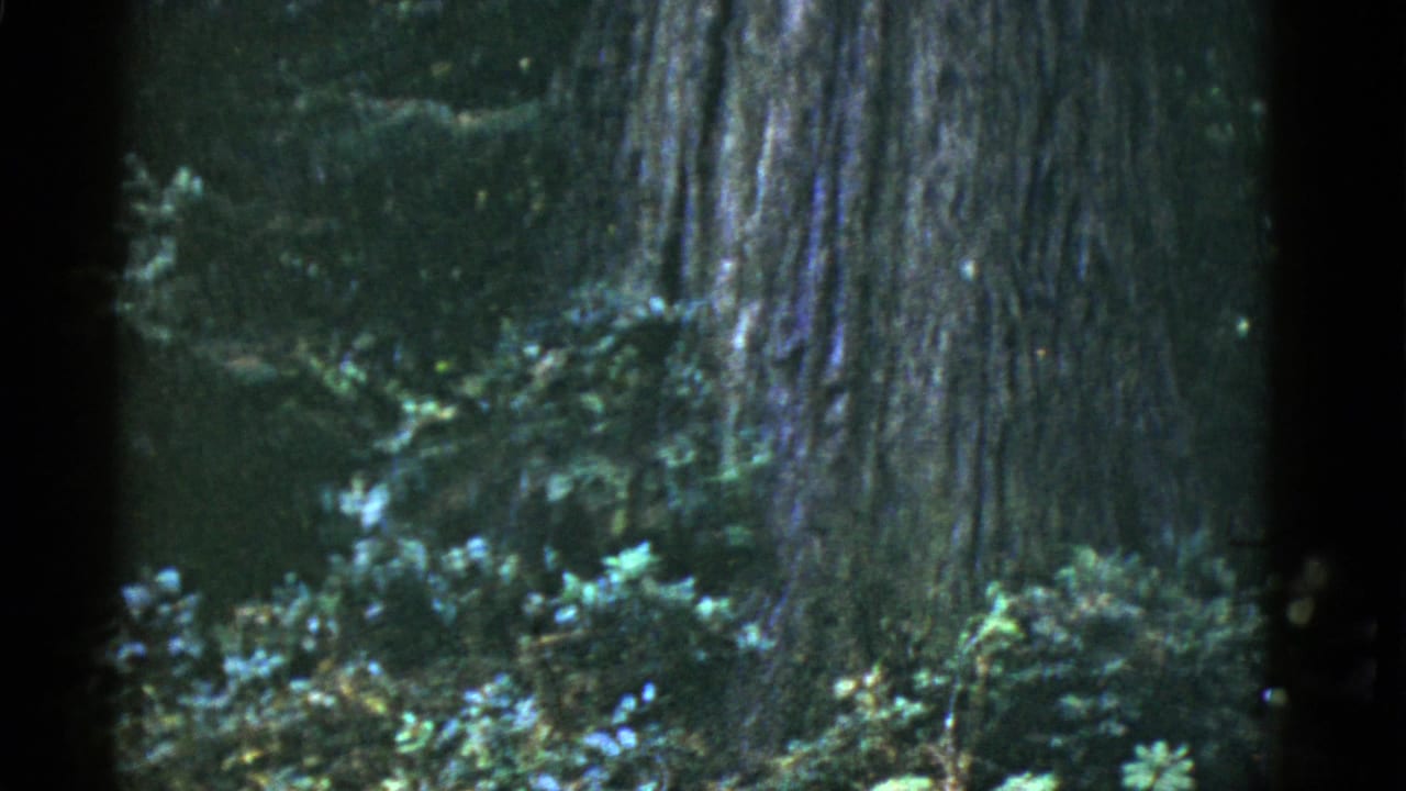 Large redwood trunk and green forest undergrowth fill the frame.