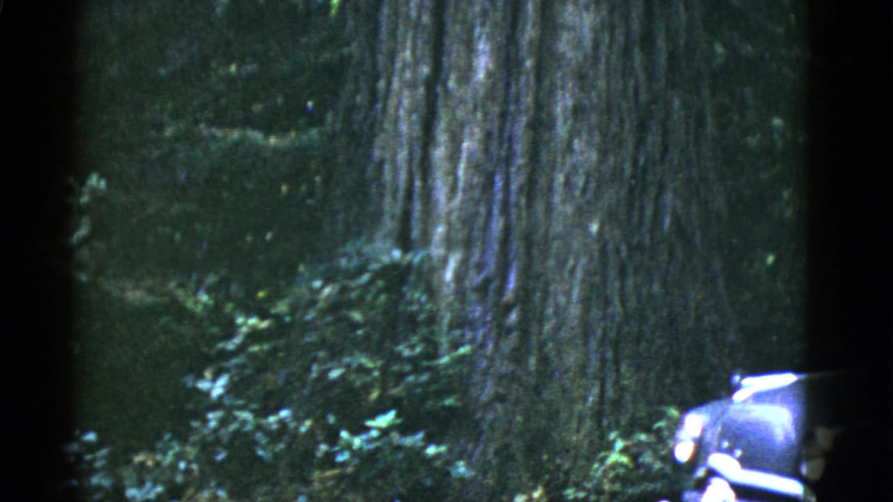 A light-colored mid-century car appears at the edge of a redwood forest frame in California footage.