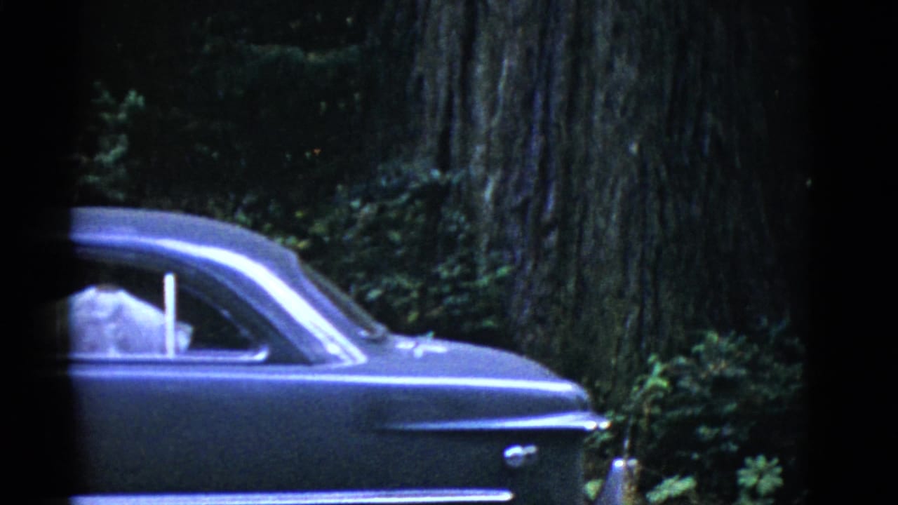 A dark mid-century sedan passes through a wooded setting, with large trunks and greenery visible around the car.