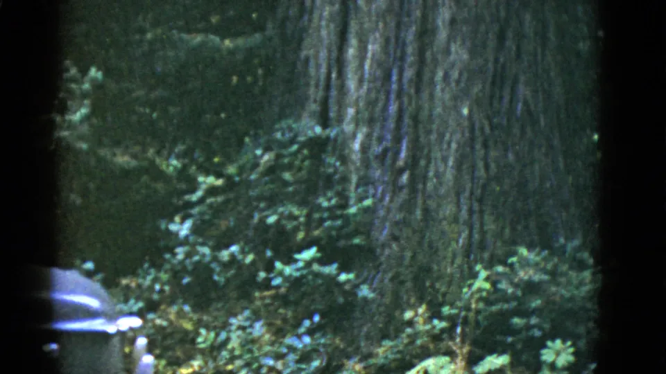 The edge of the car remains visible at the lower left while the frame holds on dense trees and undergrowth in the forest.