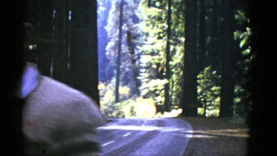 The man moves partly out of frame, leaving his shoulder and collar at left with the wooded road and sunlit trees behind.