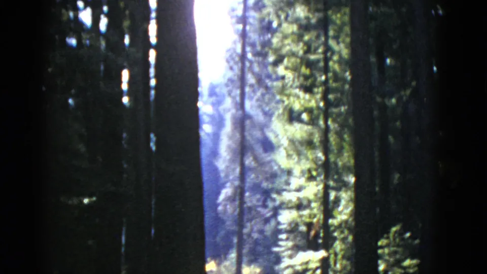 A mostly empty forest view shows tall trunks, fern growth, bright shafts of light, and a road edge after the man has left the frame.