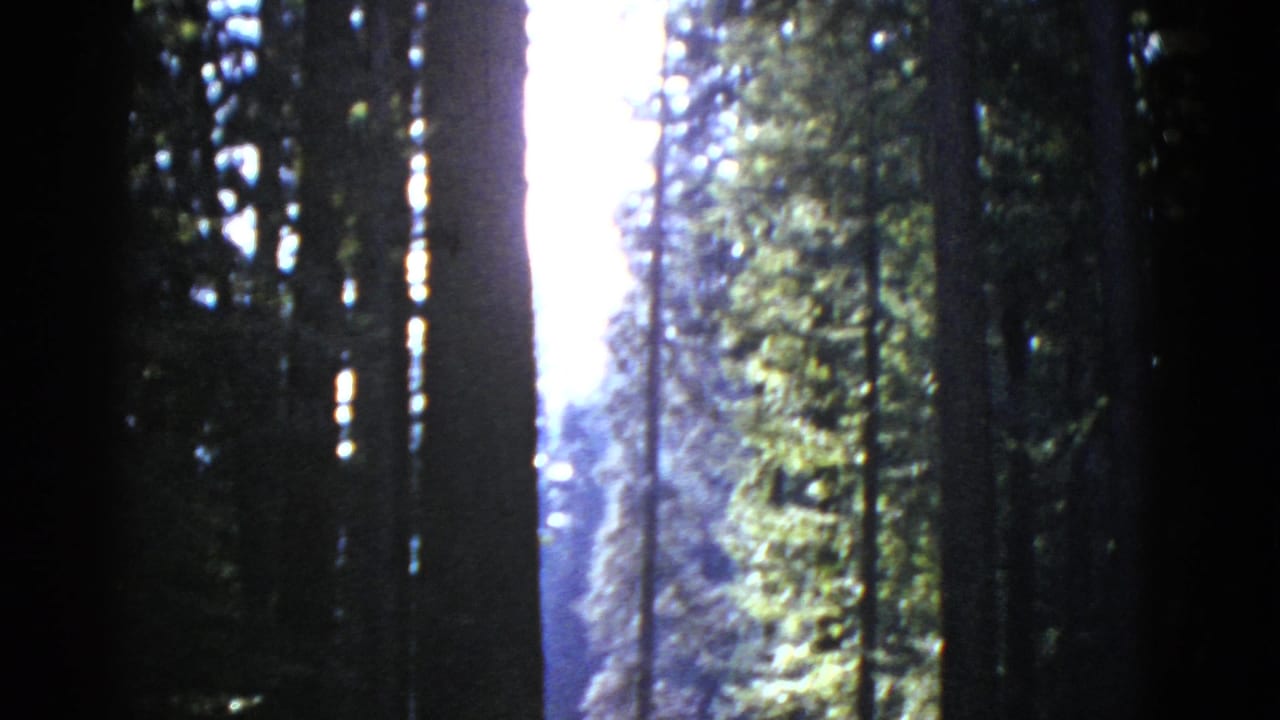 Dark tree trunks with bright sky and filtered light in a wooded area.