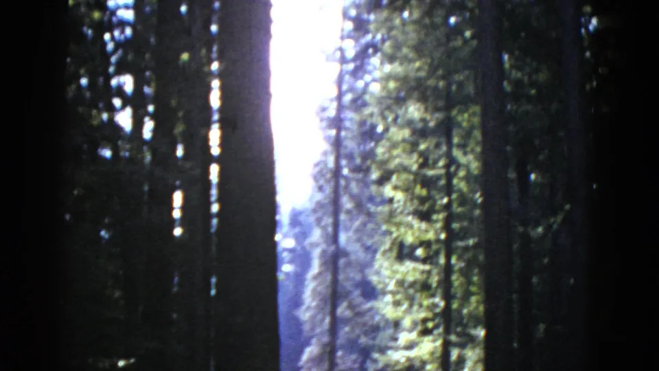 1950s 8mm home-movie frame showing tall trees, bright sky gaps, and filtered sunlight in a wooded California setting.
