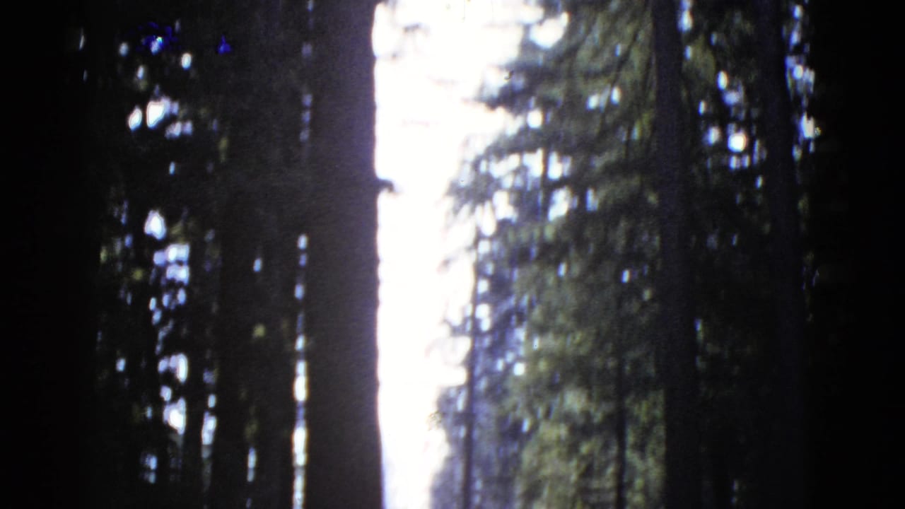 A shaded forest view on 8mm film, with tree trunks framing bright sky and soft green foliage.