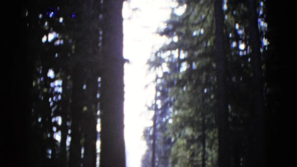 A shaded forest view on 8mm film, with tree trunks framing bright sky and soft green foliage.