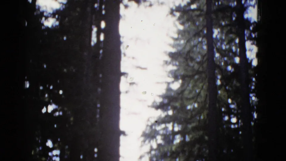 Soft 8mm frame of forest trunks and branches silhouetted against bright sky, with visible grain and exposure bloom.