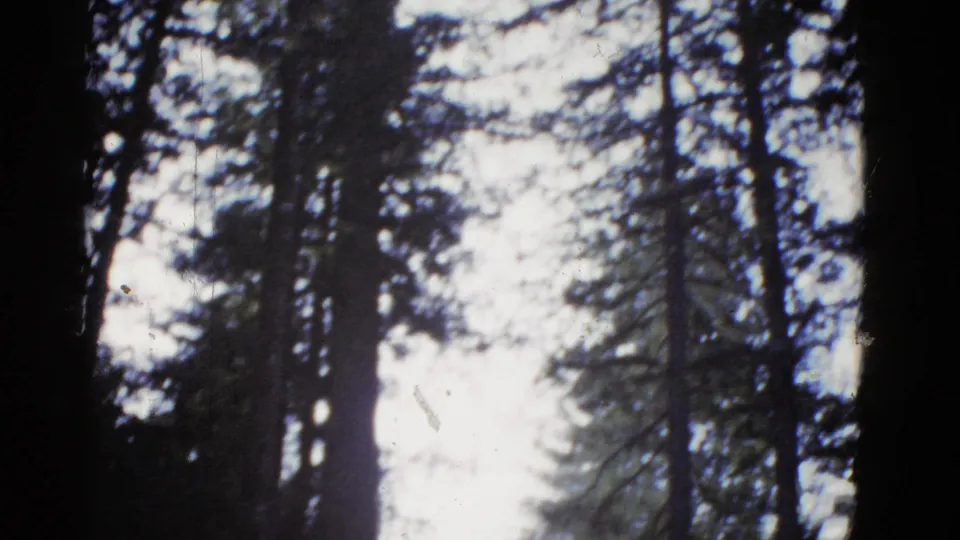 Home-movie frame of dense trees and shadowed trunks around a bright sky gap, consistent with the clip's 1950s California metadata.