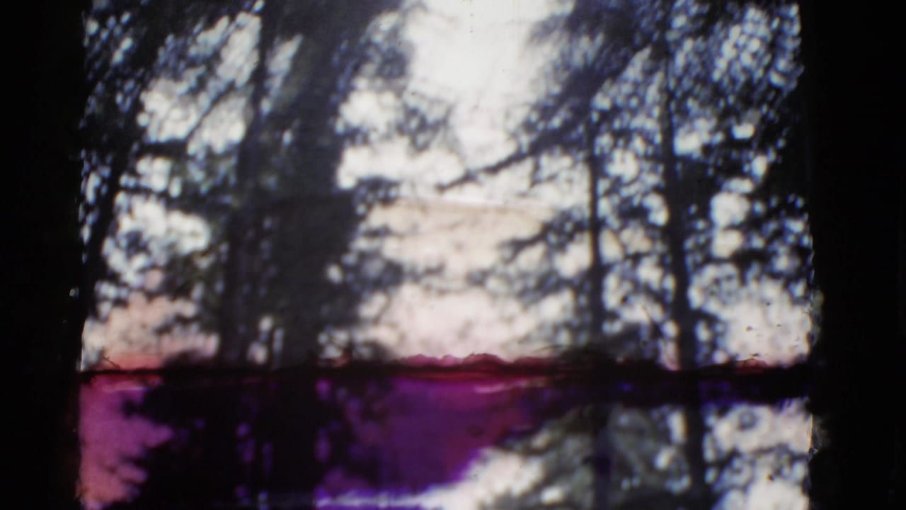 A soft 8mm frame of tall forest trees and bright sky, with dark gate edges and color fading visible.