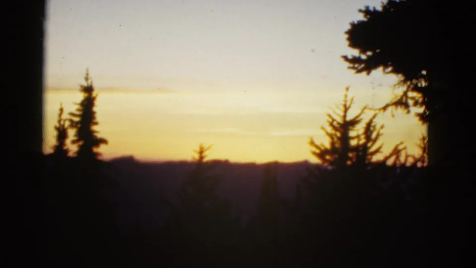Early-1950s 8mm frame showing a golden horizon, silhouetted evergreens, and a dark tree trunk near the center.