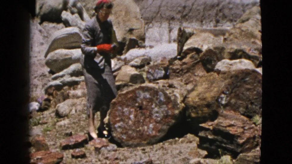 The woman pauses among large petrified wood sections and boulders in a sunlit California landscape.