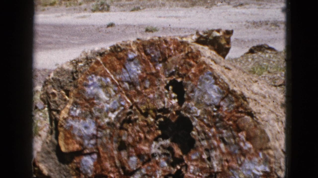 1953 California home-movie frame showing a large petrified tree trunk cross-section with brown, gray, and blue-gray mineralized patterns.