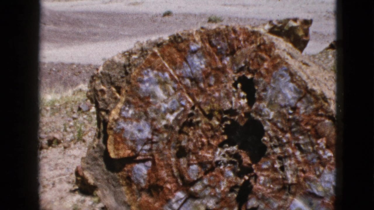 Petrified wood cross-section fills the frame, with dusty ground and stones behind it.
