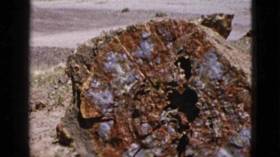 1953 California frame of a fossilized tree trunk face, showing irregular dark holes, mineral color variation, and outdoor arid terrain.