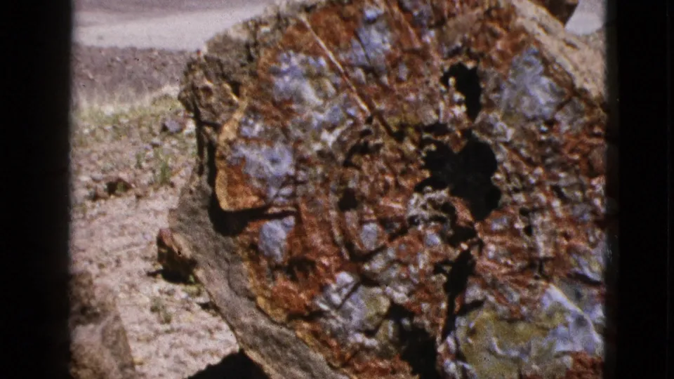 1953 California 8mm still showing the petrified tree section slightly shifted in frame, emphasizing the rough edge and mineralized interior.