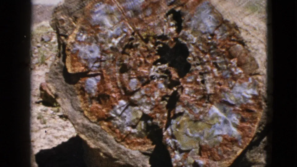 Final 1953 California frame of the petrified trunk close-up, with reddish-brown rings, blue-gray mineral patches, and arid ground around it.