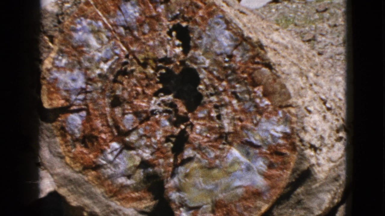 1953 California 8mm frame showing a close-up of multi-colored petrified wood with brown, gray, and white patterns on dry ground.
