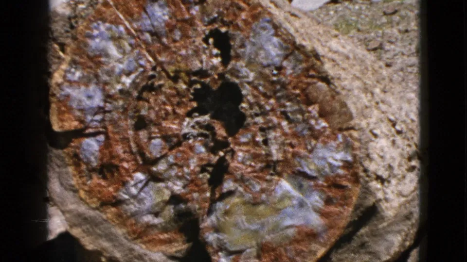 1953 California 8mm frame showing a close-up of multi-colored petrified wood with brown, gray, and white patterns on dry ground.