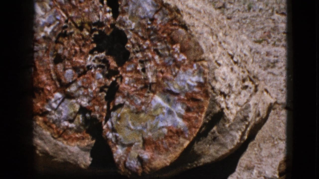 Large petrified wood specimen fills the frame with rough desert ground around it.
