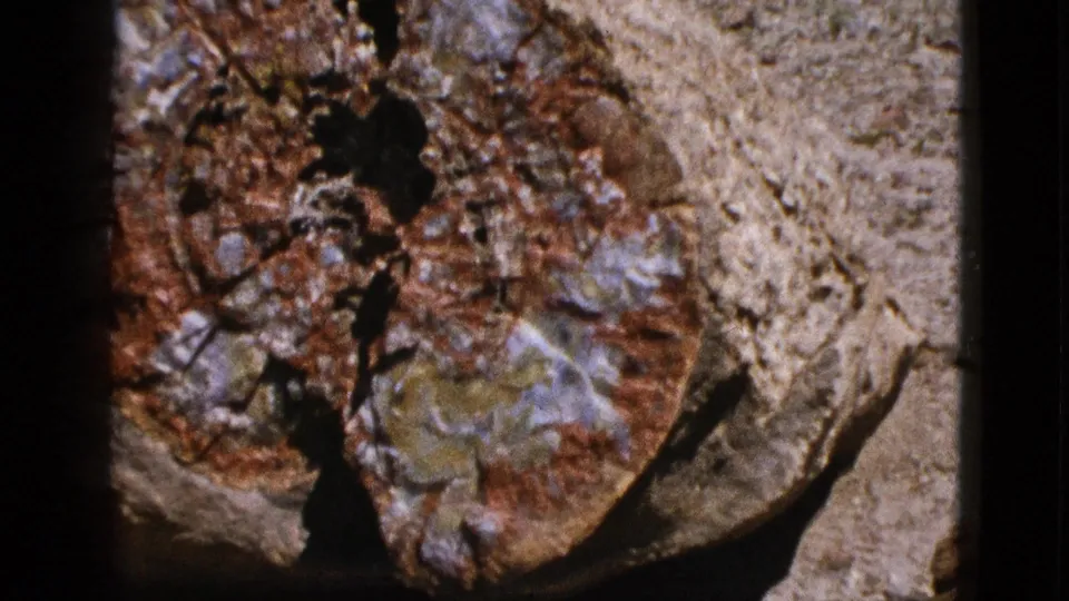 Close 8mm view of the petrified wood specimen, its mottled mineral colors framed by dark gate edges and pale dry soil.