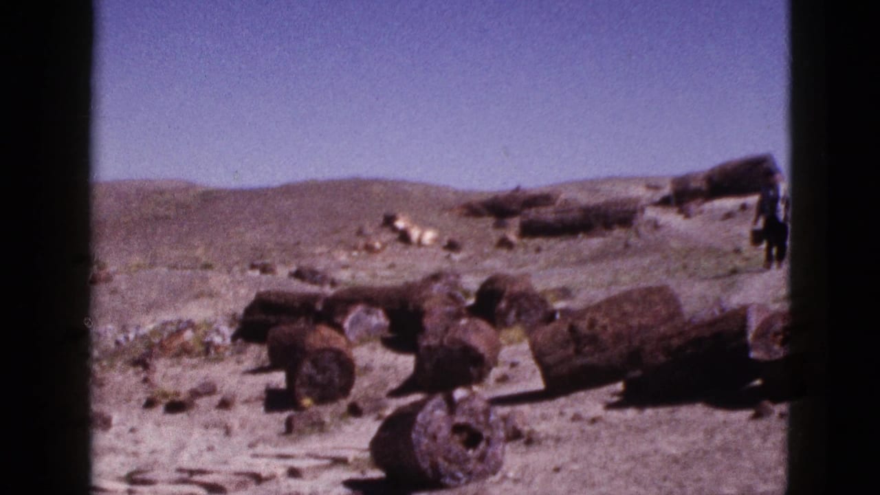 1953 Arizona 8mm frame showing scattered petrified wood logs and circular fossil ends across pale desert terrain.