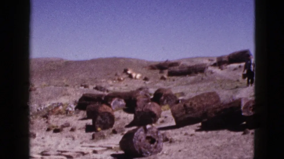 1953 Arizona 8mm frame showing scattered petrified wood logs and circular fossil ends across pale desert terrain.