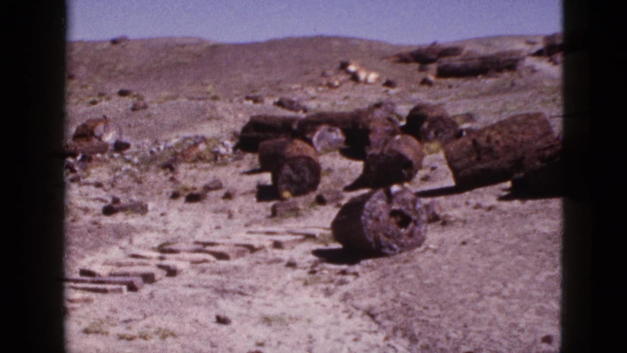 Arizona fossil site view with petrified wood pieces spread across open desert terrain under a clear sky.