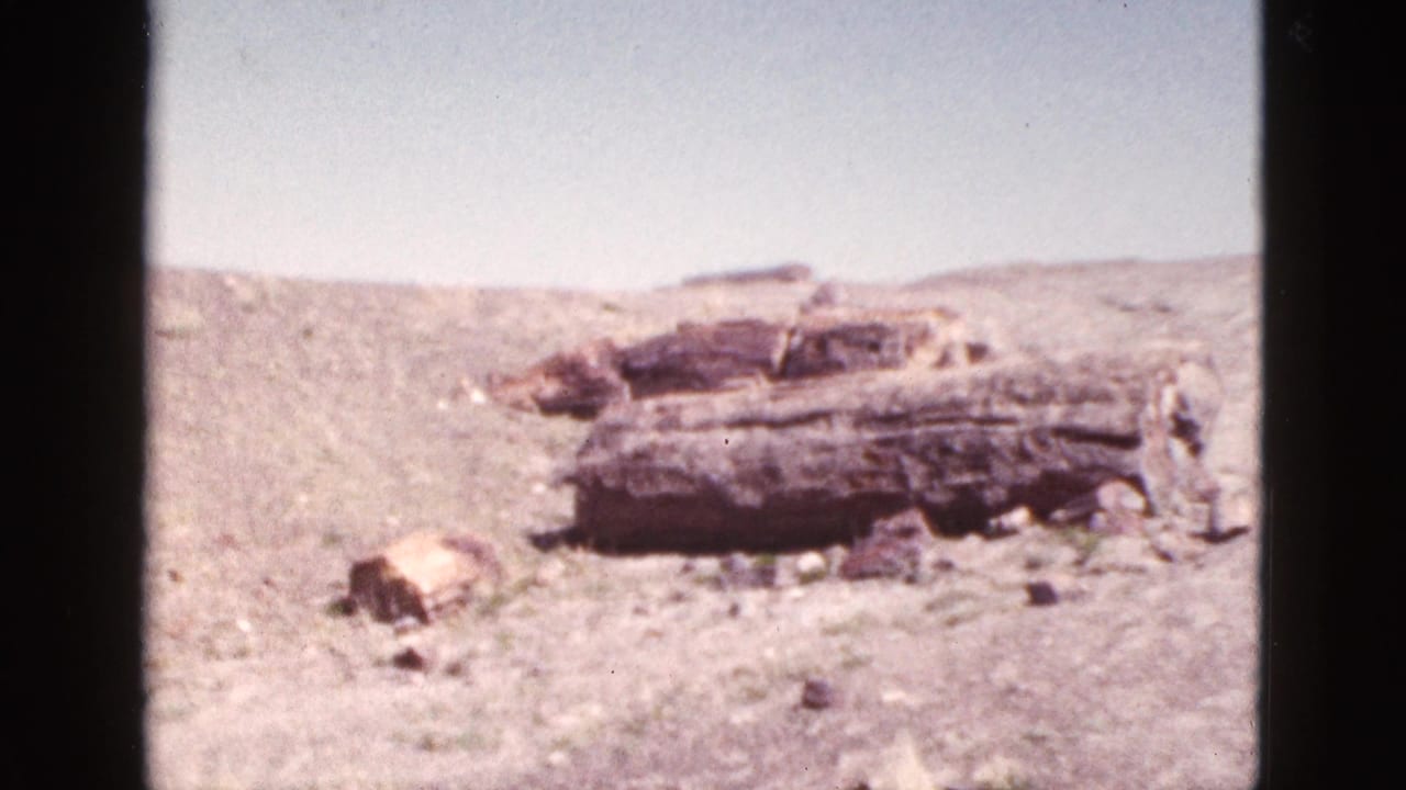 Weathered timber on a sunlit desert slope with rocks and pale sky.