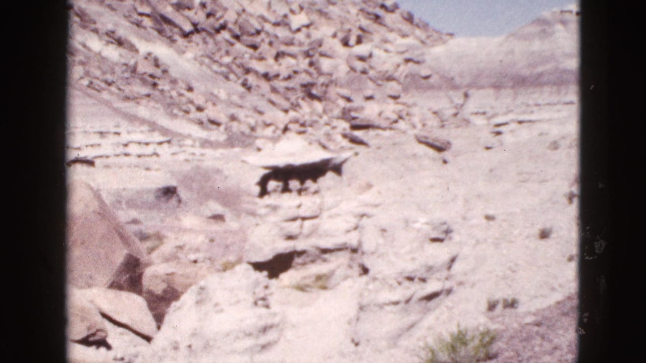 Pale desert wash and rock slope with a small dark animal near the center of the frame.
