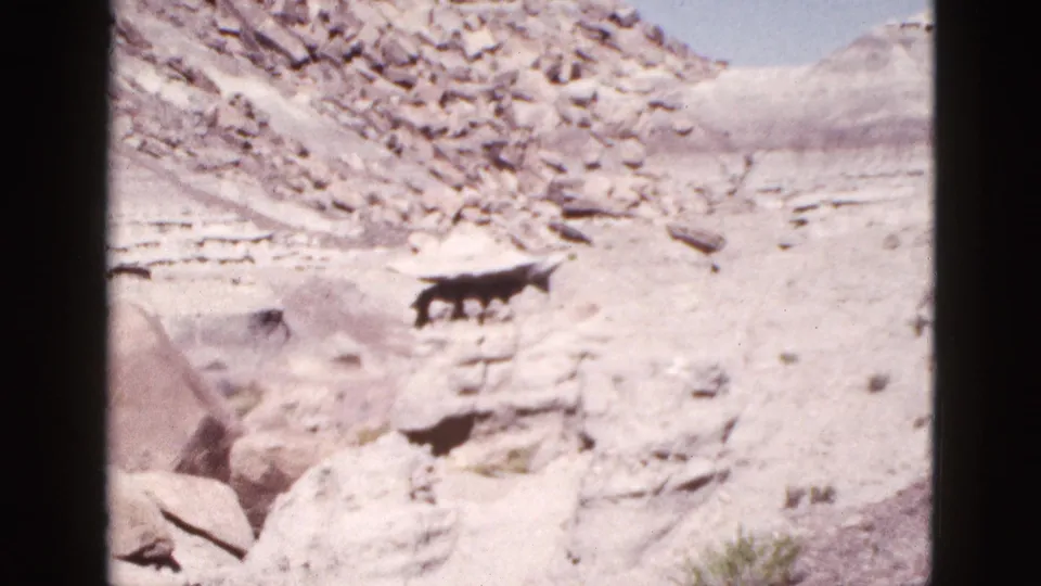 Arizona home-movie frame from 1953 showing sunlit desert rocks, a pale hillside, sparse vegetation, and a small dark animal crossing the scene.