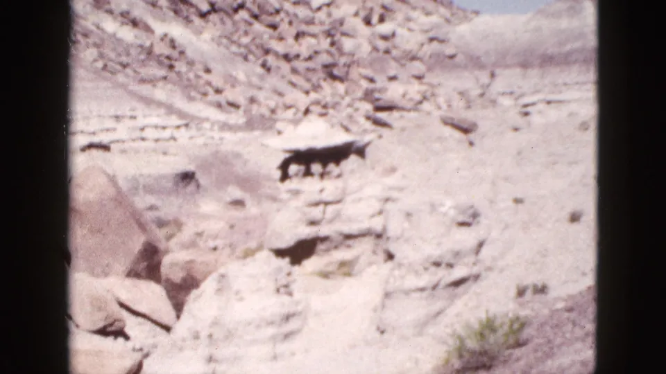 1953 Arizona 8mm still of a dry beige desert slope, scattered rocks, sparse scrub, blue sky, and a small dark animal in the midground.