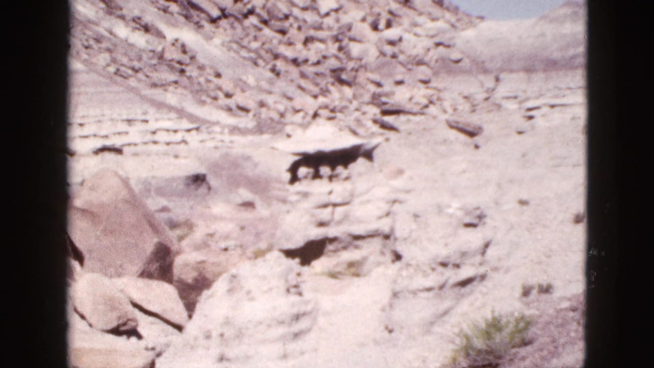 1953 Arizona 8mm frame showing a dark grazing animal on a rocky desert slope with scattered boulders and sparse brush.