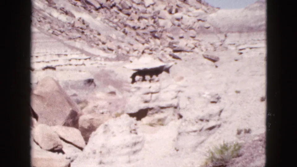 1953 Arizona 8mm frame showing a dark grazing animal on a rocky desert slope with scattered boulders and sparse brush.