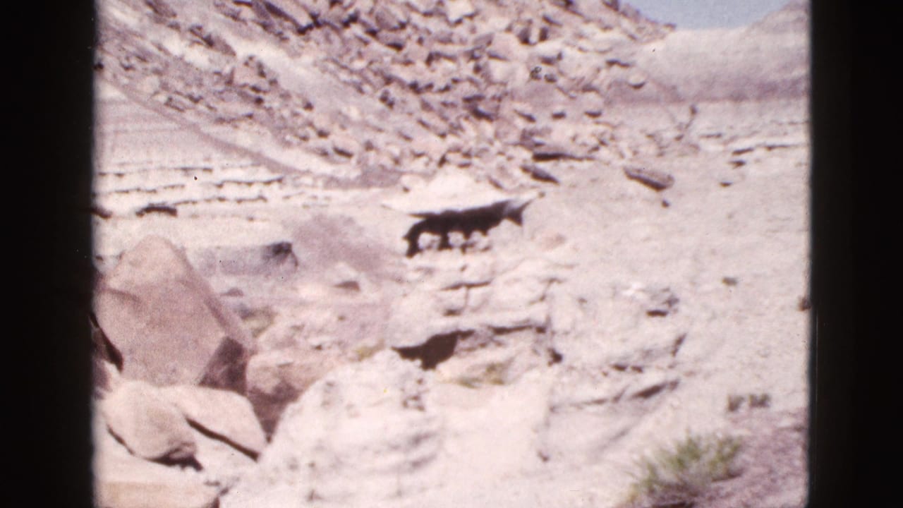 Dark animal on a rocky desert hillside with pale soil and boulders.